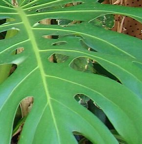 Plant 4